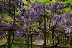 190428b萬葉植物園41