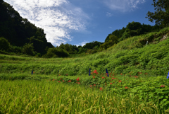 190925b明日香村稲渕10