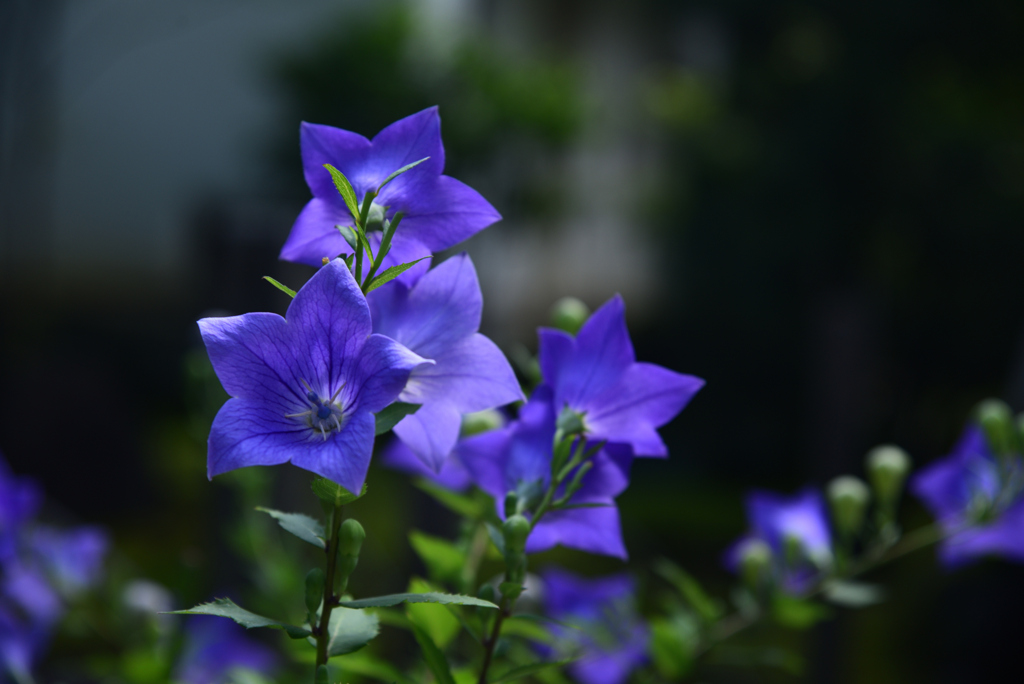 240707a法金剛院01