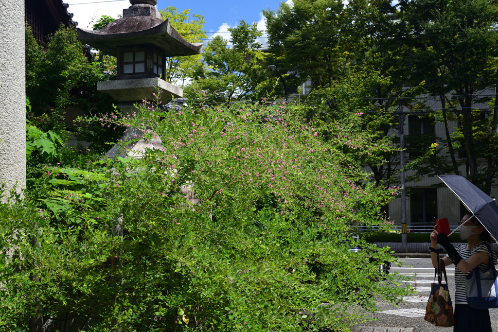 210905i梨木神社14