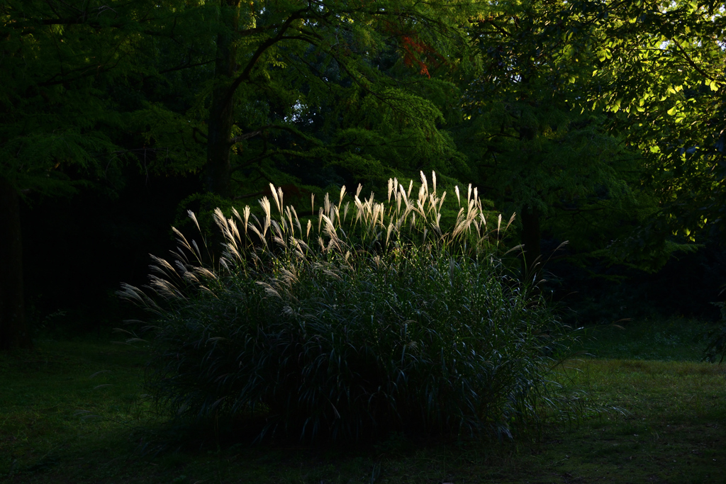 211015万博公園58