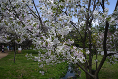 230327a京都御苑15