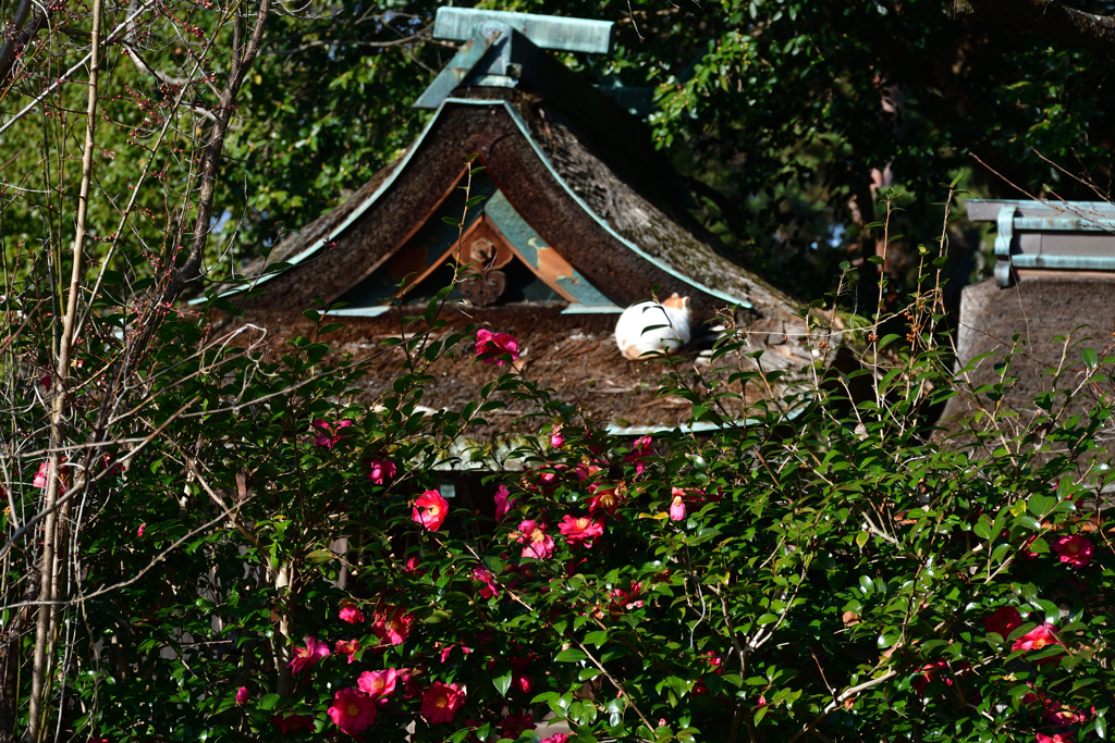 260113c京都御苑03