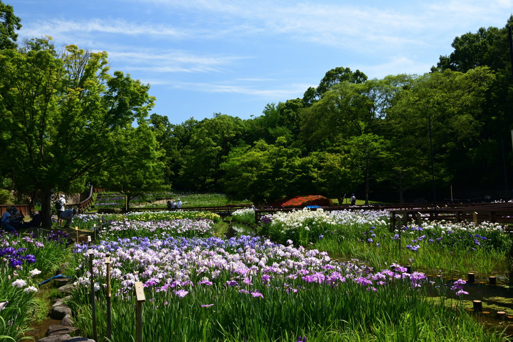 210609山田池公園28