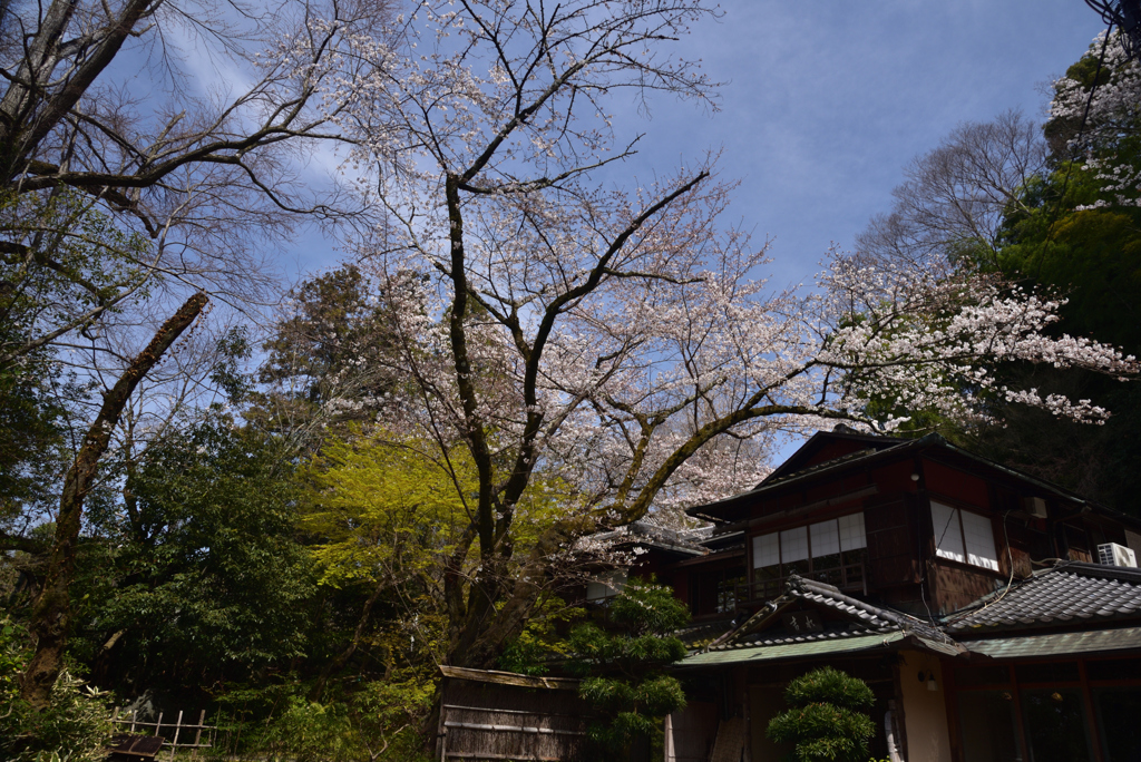 200326c円山公園60