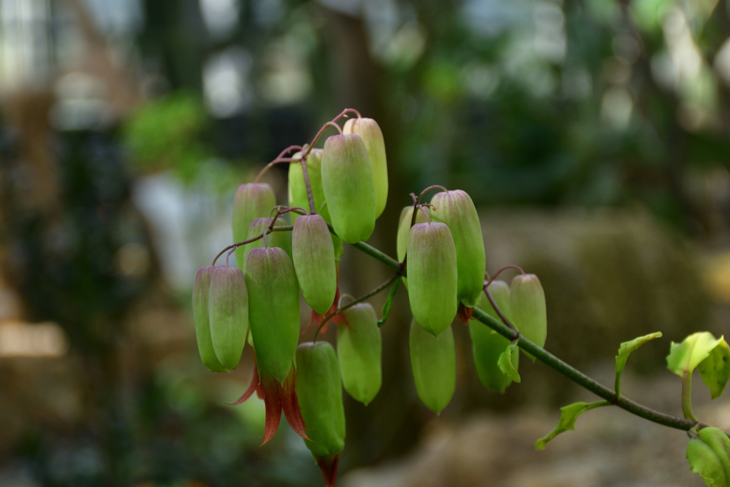 260131b京都植物園25