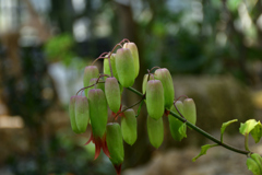 260131b京都植物園25