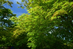 180520d常寂光寺21