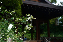 250930d梨木神社24