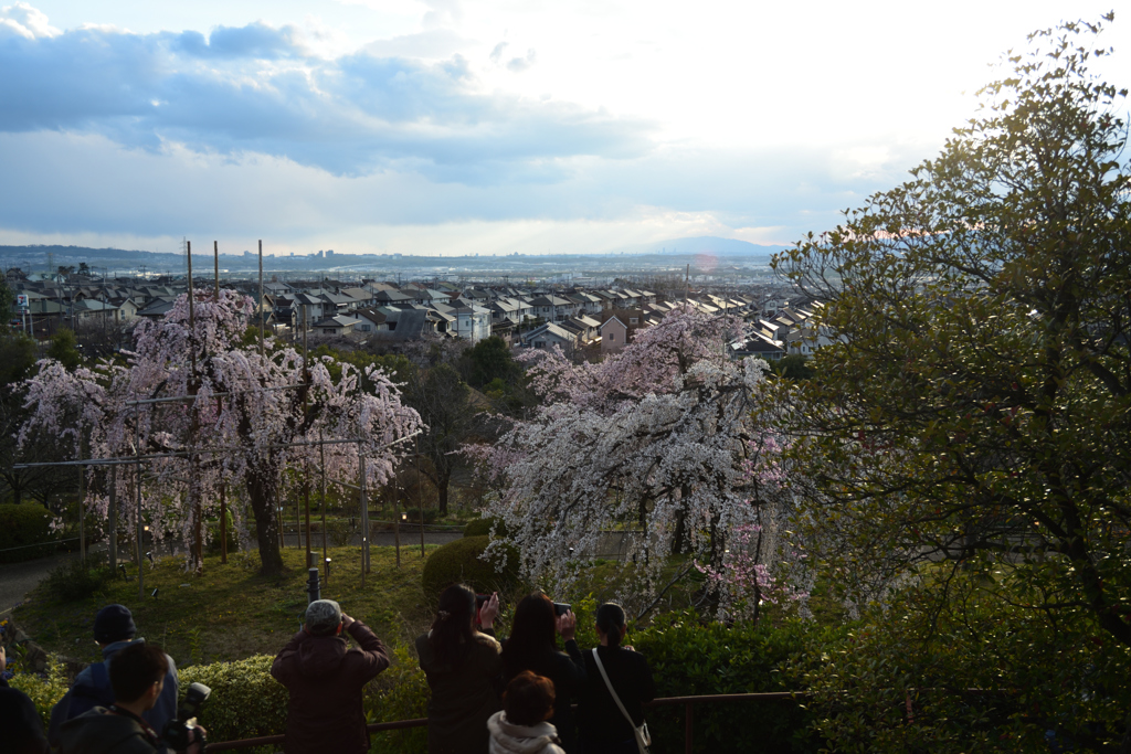 190331c宇治植物園01