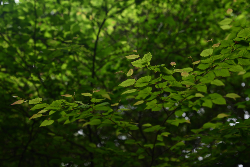 200520京都植物園58