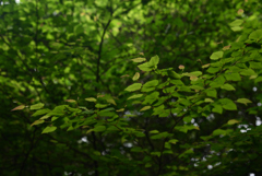 200520京都植物園58