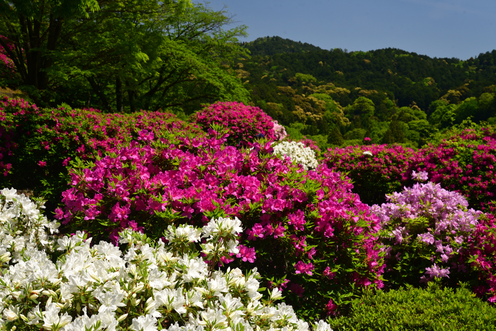 240428蹴上つつじ24