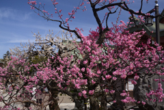 250314a北野天満宮05