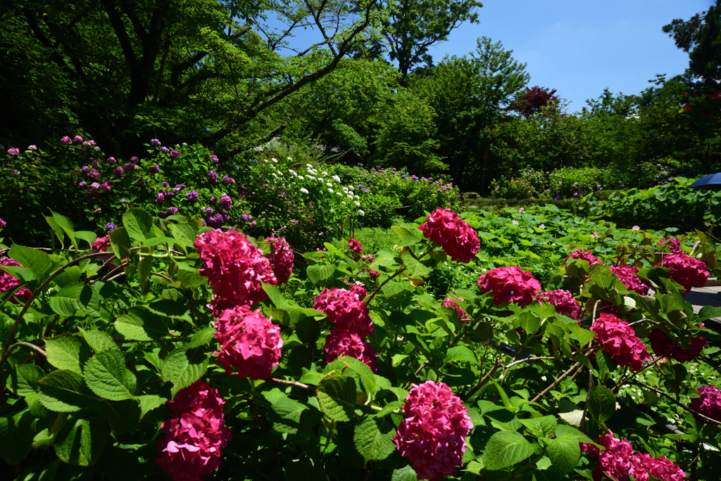 200623京都植物園08