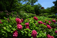 200623京都植物園08