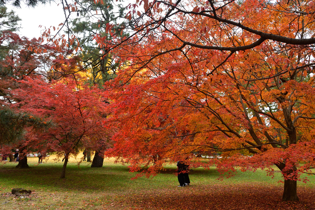251128京都御苑25