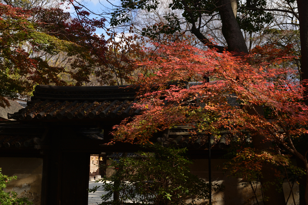 221208b下鴨神社20