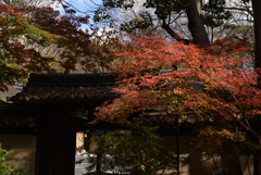 221208b下鴨神社20
