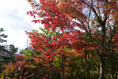 221116b妙心寺大法院33