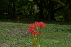231003京都植物園37