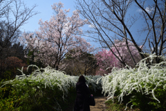 210323b京都植物園01