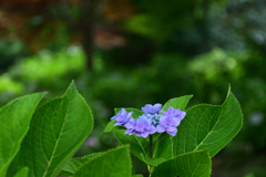 250708京都植物園09