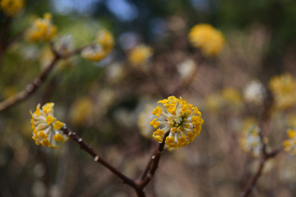 240316a京都植物園02
