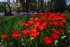 220405b京都植物園17