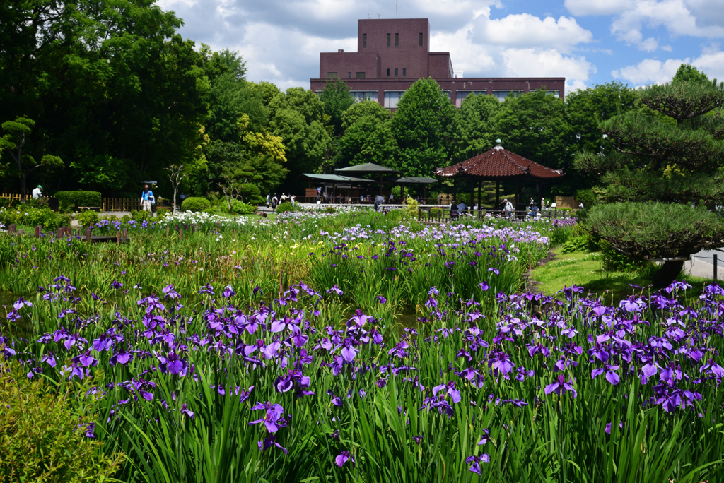 240603b城北公園47