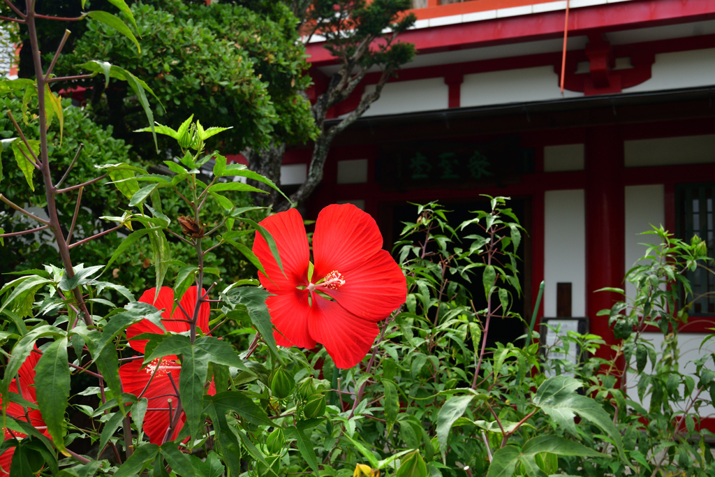 250924bだるま寺12