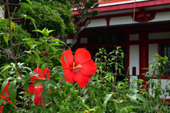 250924bだるま寺12
