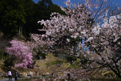 240410a石山寺34