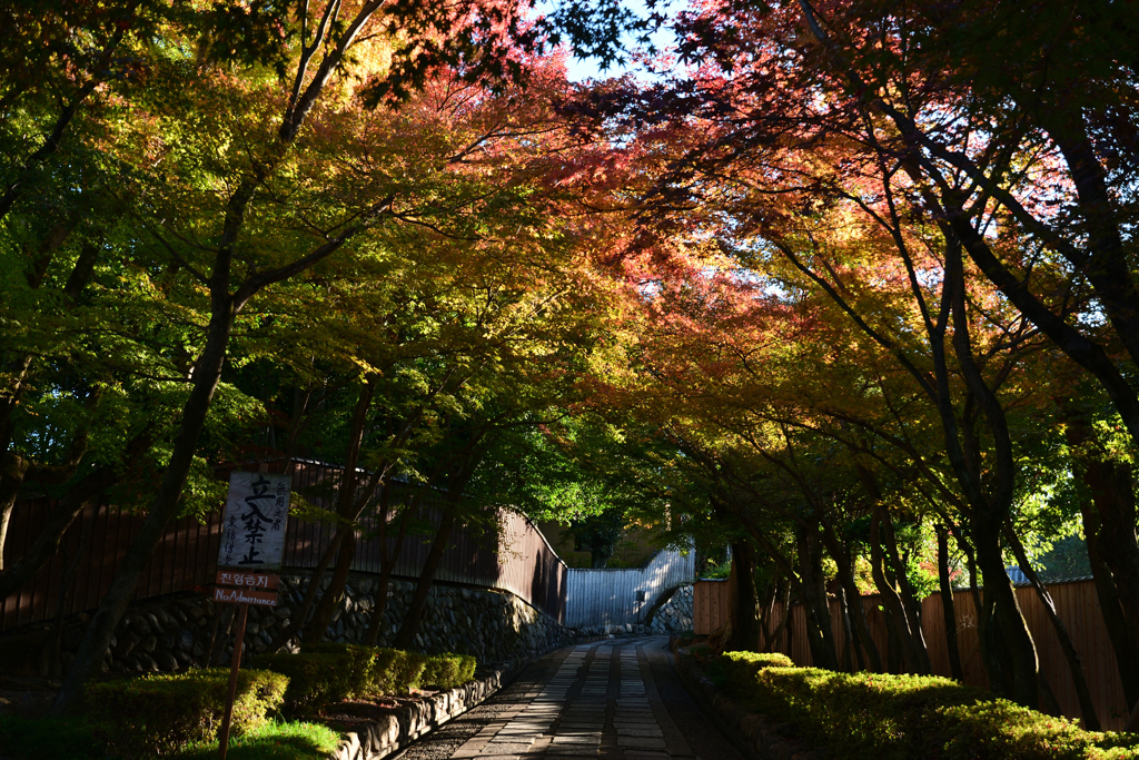 231121e東福寺46