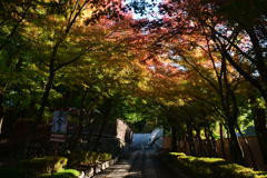 231121e東福寺46