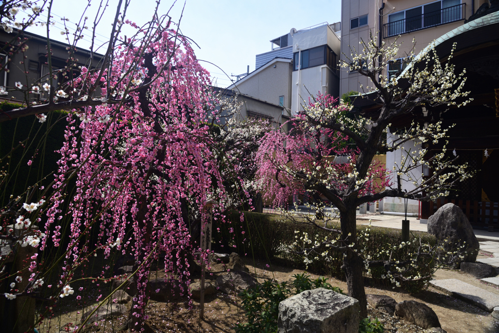 250308a大阪天満宮05