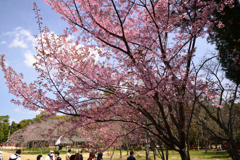 240330a上賀茂神社23