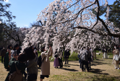 200320h京都御苑18