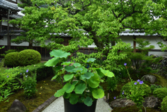 190721a天龍寺07
