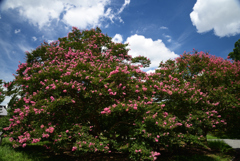 220831a京都御苑06