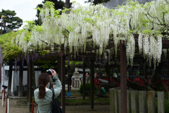230421a葛井寺17