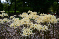 231003京都植物園60