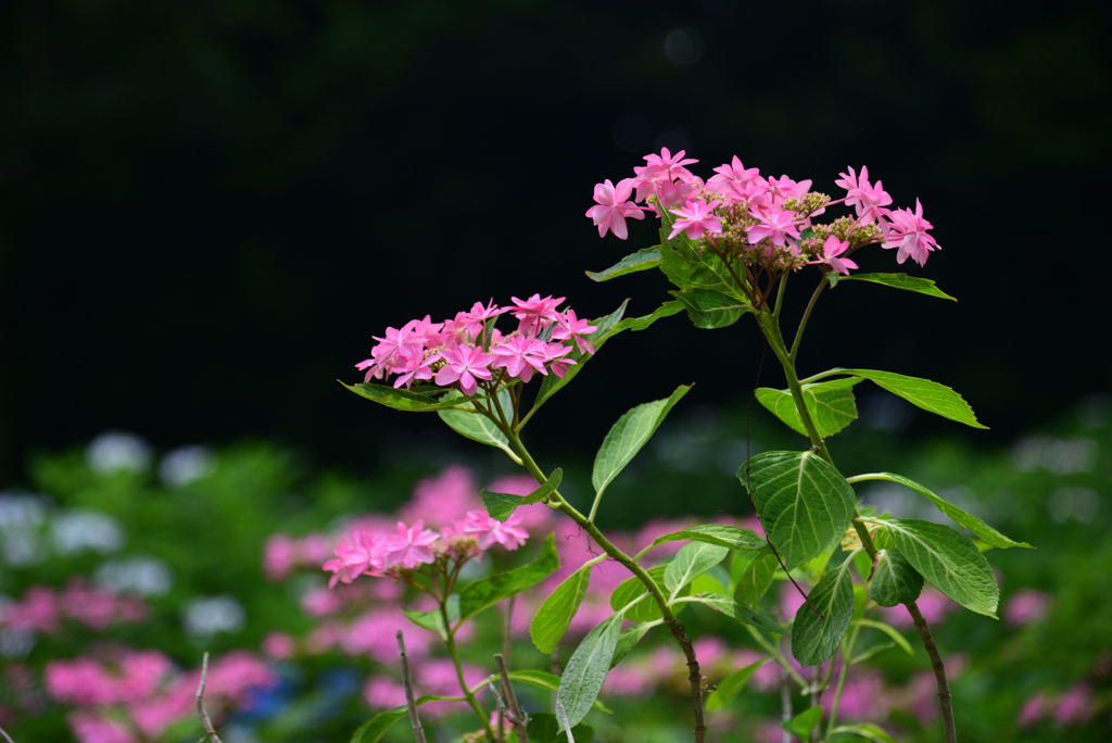 240608万博公園49