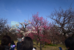 250215大阪城17