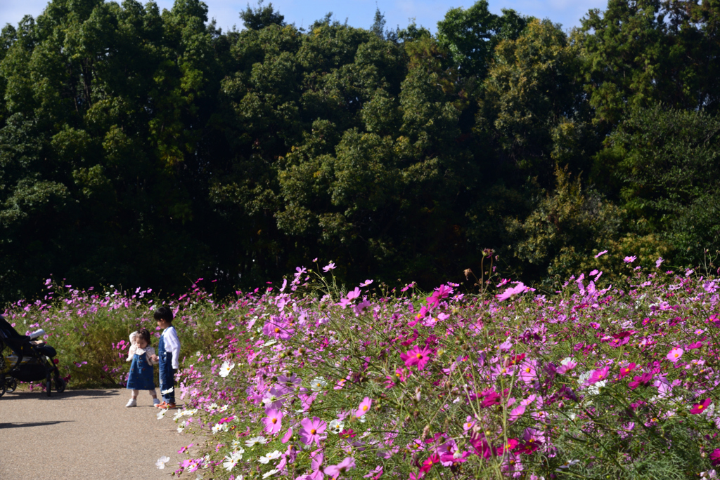 241104万博公園04