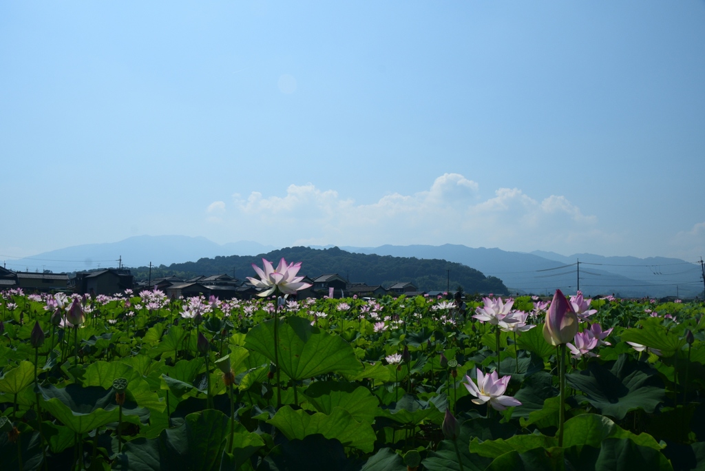 180715a藤原宮跡27