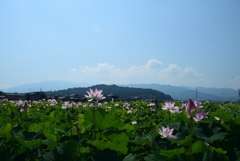 180715a藤原宮跡27