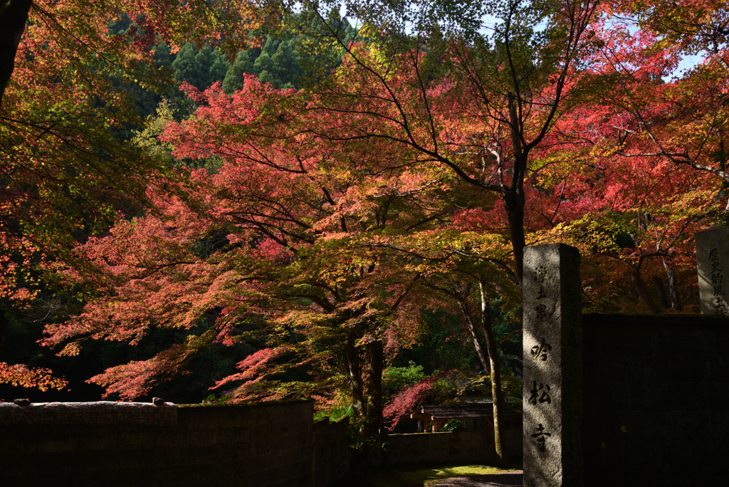 211116d吟松寺55