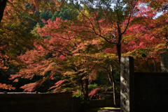 211116d吟松寺55