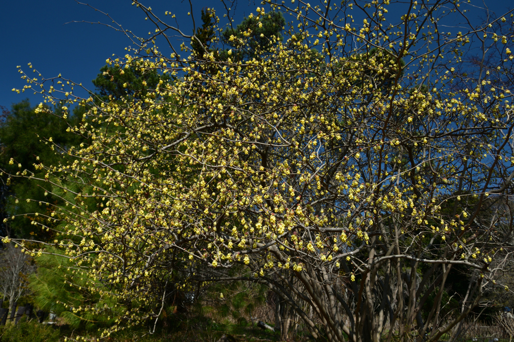 250322京都植物園05